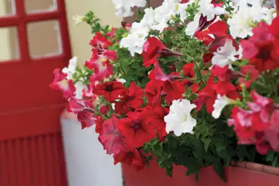 Christmas Colour