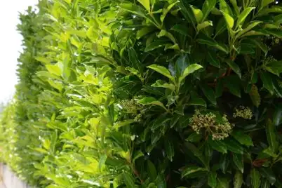 Viburnum