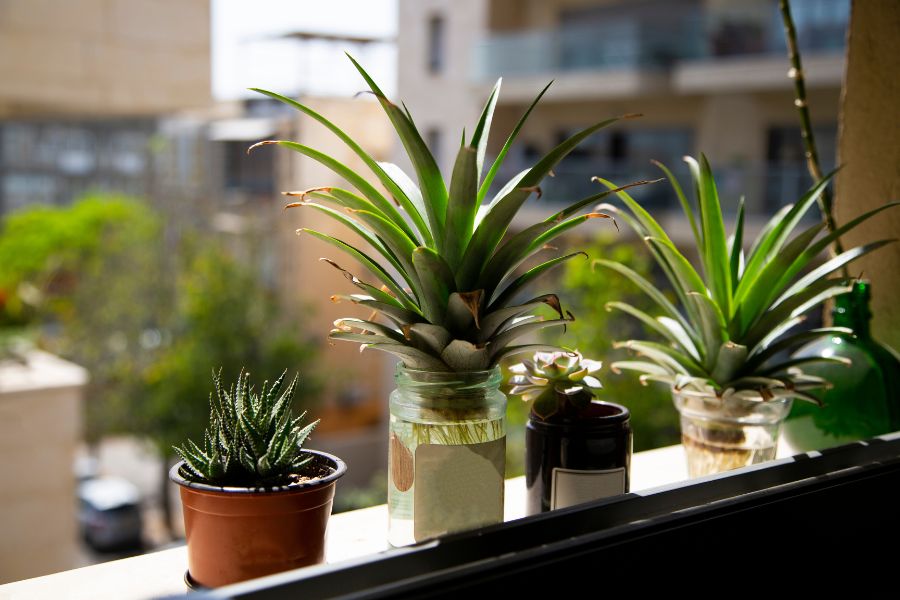 Pineapple tops propagating in water