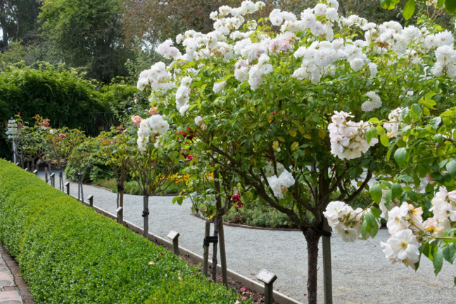 Std Roses How to Grow Roses | Yates Australia