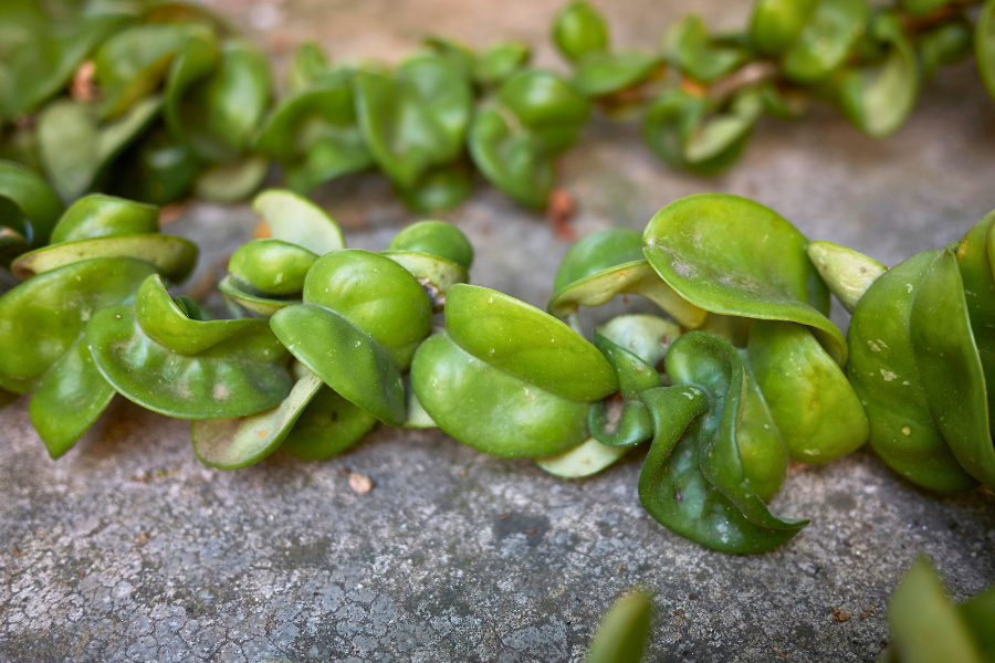Hoya carnosa