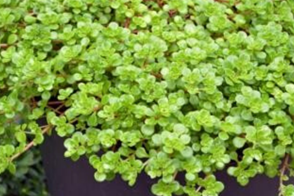 Sedums Blob 4