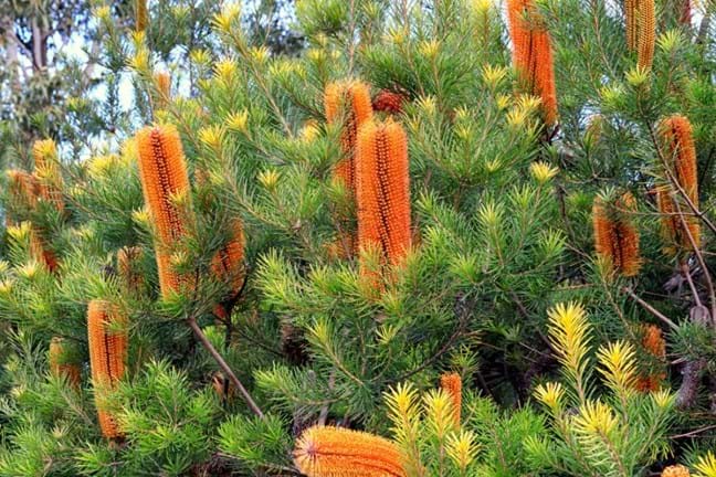 Close up of the flowers of Heath Banksia