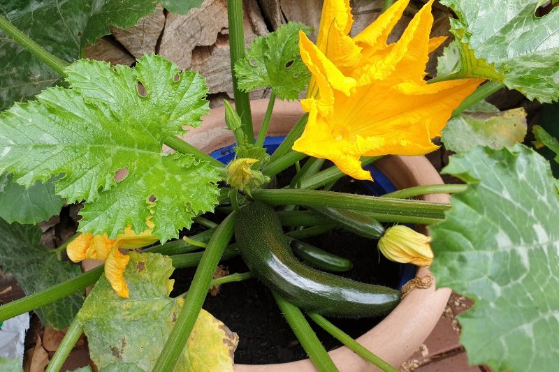 zucchini plant with fruit and flowers growing in a pot