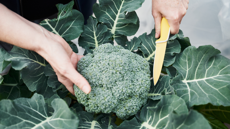 Harvesting Picking Broccoli Image