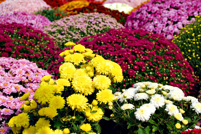 many potted chrysanthemums in colours of yellow, white, red and pinks
