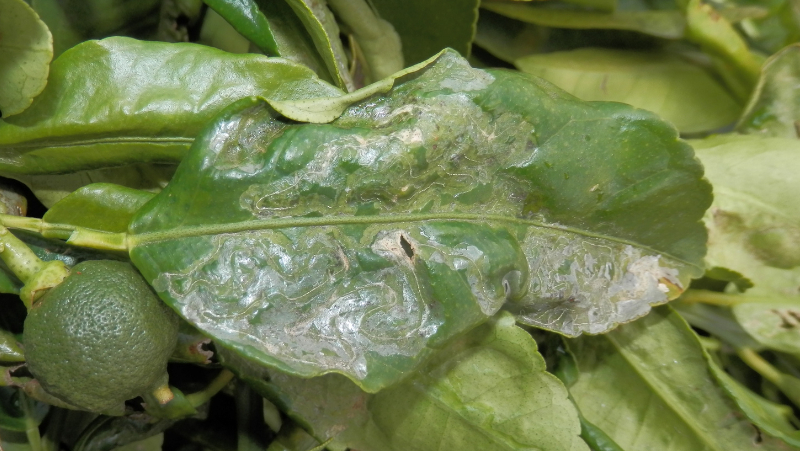 close up of a citrus leaf with citrus leaf miner damage