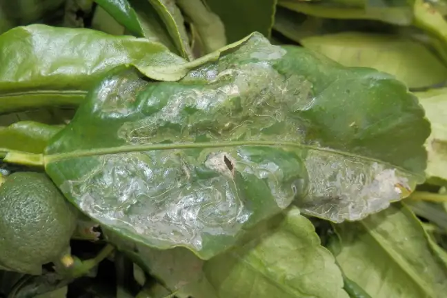 Citrus Leaf Miner ED 800X451px (2)