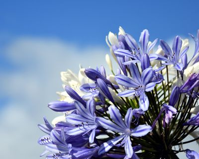Agapanthus