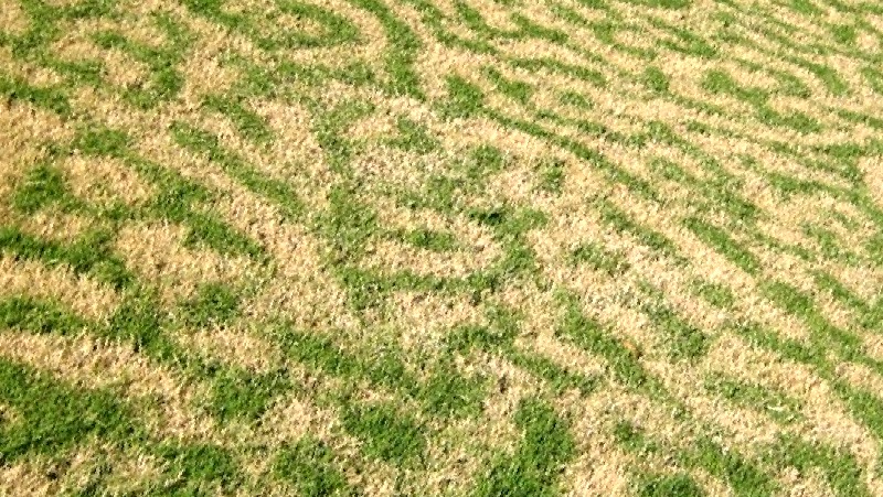 Striped Pattern of a Frost Damaged Lawn