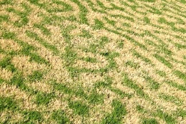 Striped Pattern of a Frost Damaged Lawn