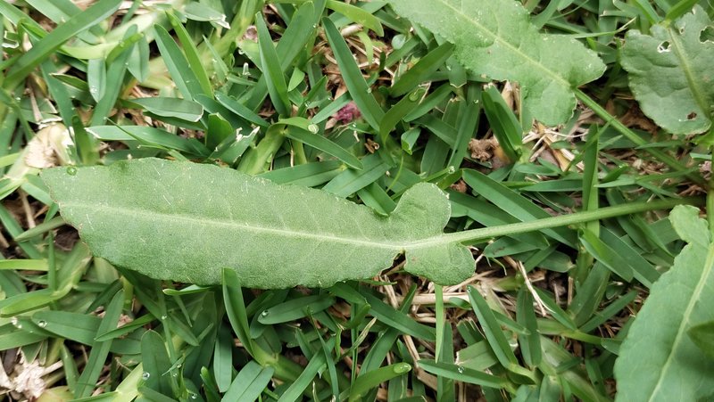 a close up image of a single sorrel leaf with arrow head shape