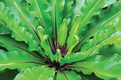 Birds Nest Fern