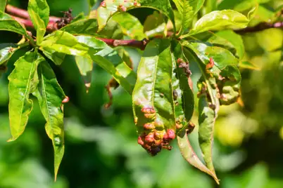 Peach leaf curl