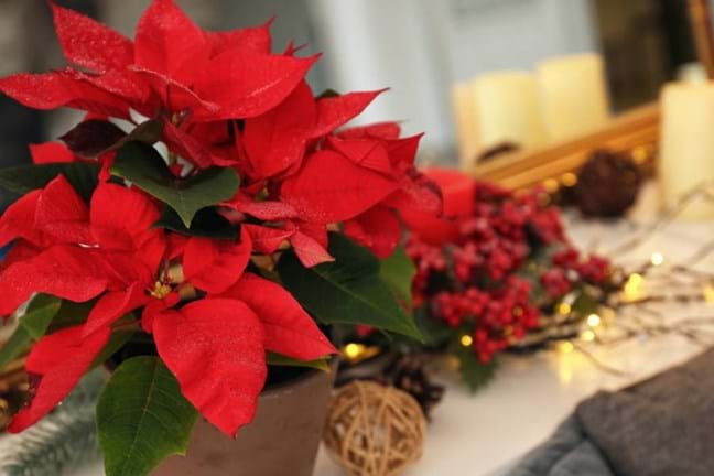 Poinsettia used to decorate the indoors during Christmas 
