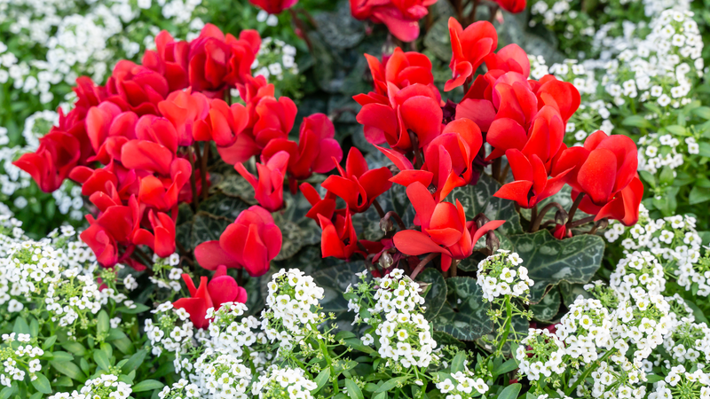 Red Cyclamen White Alyssum Image