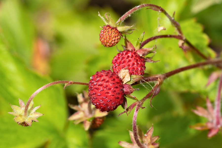 Alpine or Woodland Strawberry fruits growing on plant