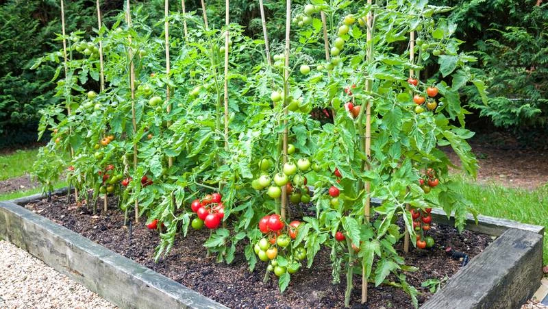 Tomato plants growing in a raised vegie garden