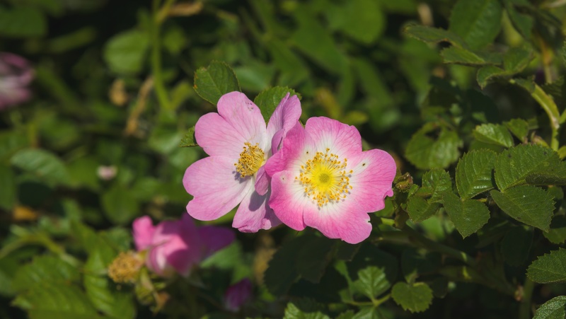 Sweet Briar in flower