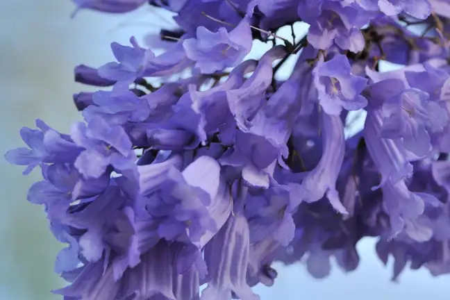 Jacaranda (2)