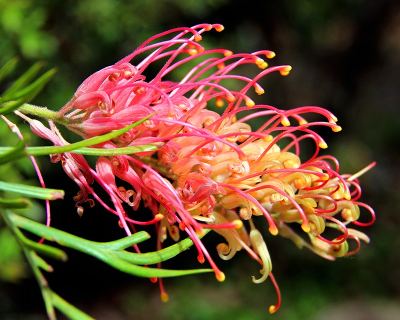 Winter Flowering Grevilleas Yates Australia