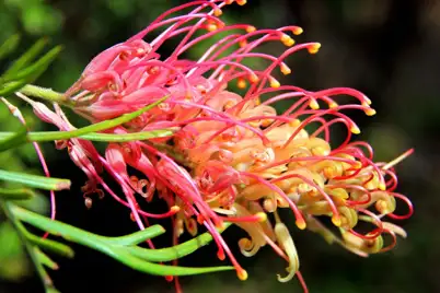 Winter flowering grevilleas