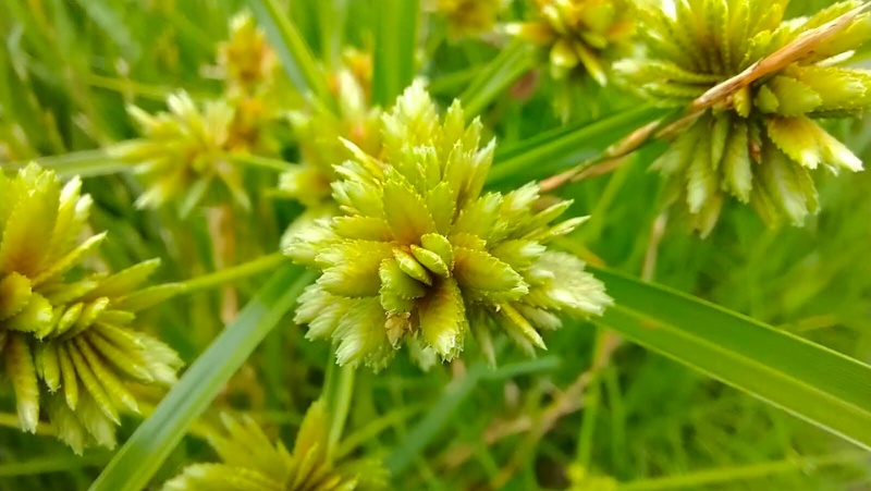 Nutgrass Cyperus Rotundus Mature Flower Close Up 800X451px