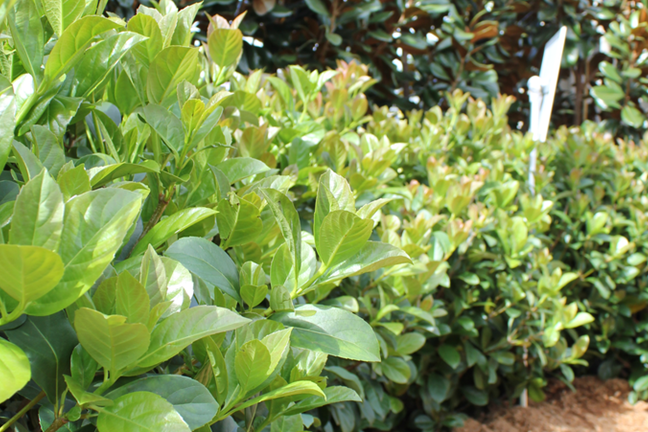 Hedge Dense Fence