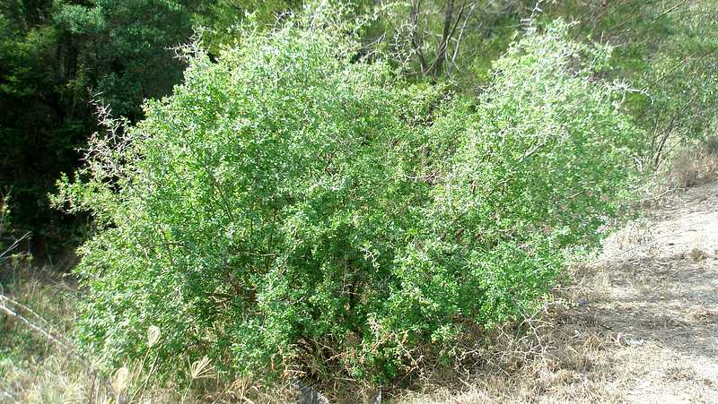 African Boxthorn (1) 800X451px LS Credit Elise Dando