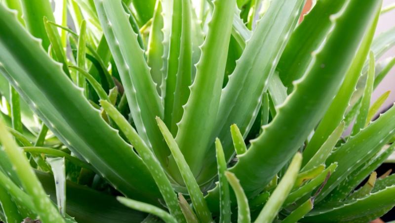 close up of a mature aloe vera plant