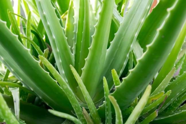 close up of a mature aloe vera plant
