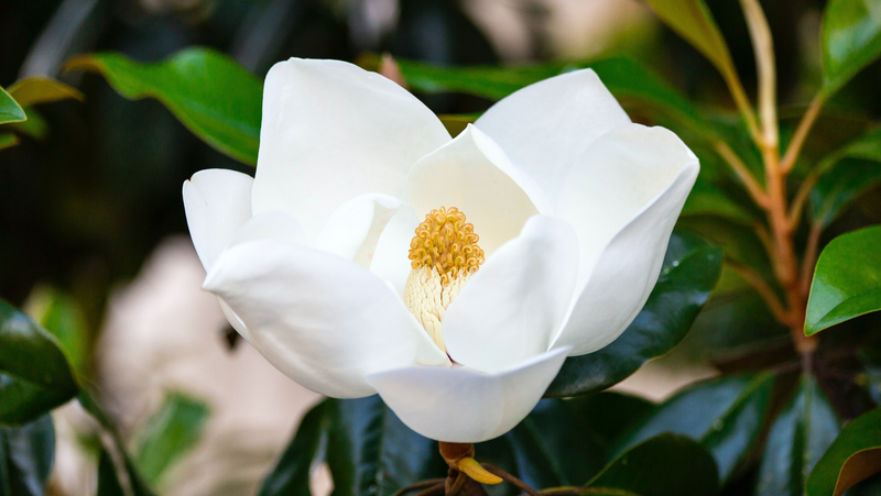 White Magnolia Image