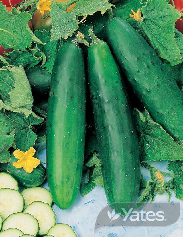 Cucumber Lebanese Yates Seeds for Gardens