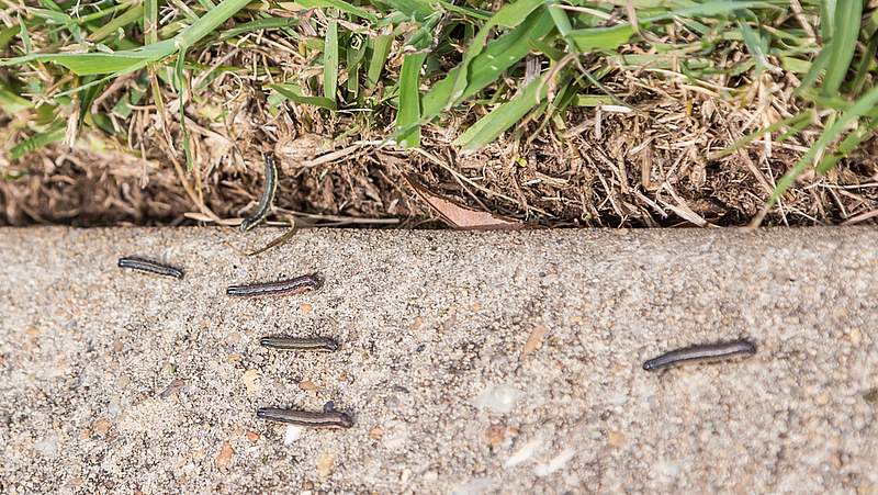 5 Lawn Armyworm walking on a cement gutter alongside a lawn