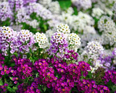 Alyssum