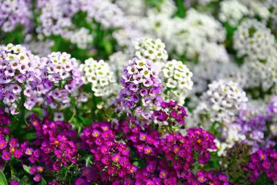 Alyssum