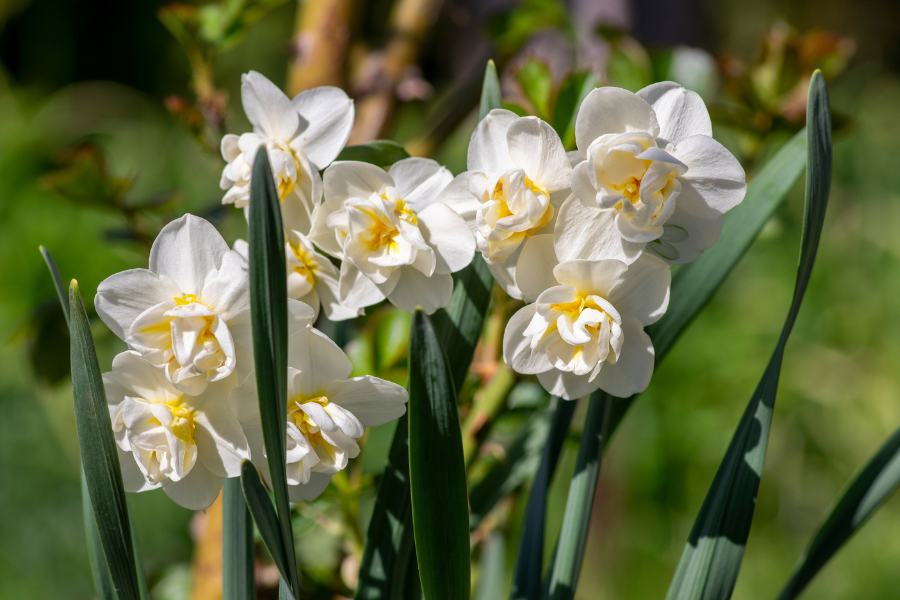 Closeup of Jonquil flowers