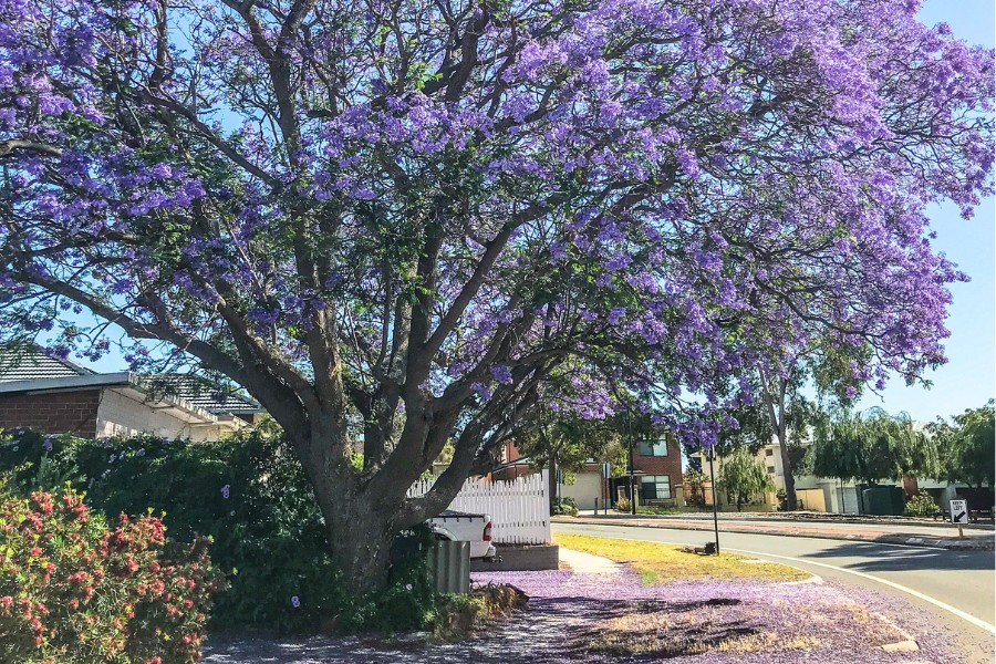 A large jacaranda tree in full bloom in a garden