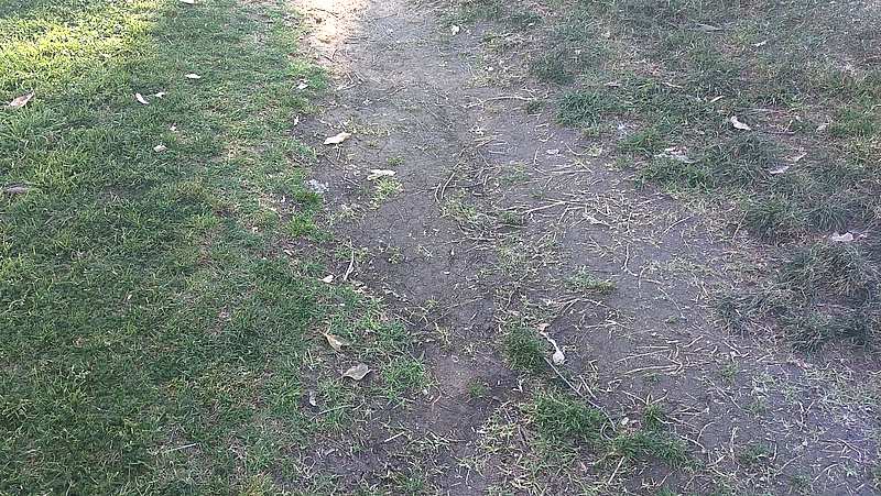 Image above: compaction caused by parking/driving on the lawn