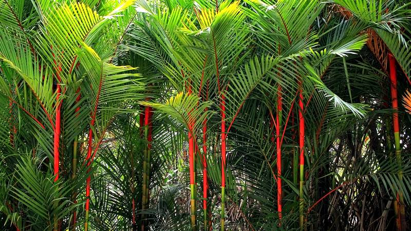 Side on view of mature Lipstick Palms displaying striking red trunks