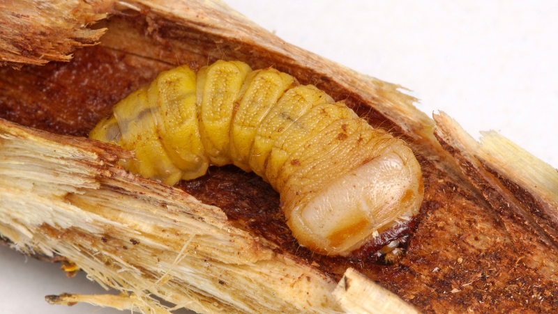 Longicorn Borer Denis Crawford (2)