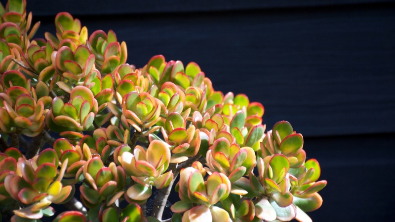 bushy growing crassula ovata Jade plant with green leaves and red leaf margins against a black background