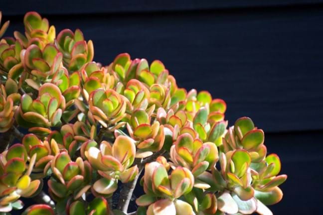 bushy growing crassula ovata Jade plant with green leaves and red leaf margins against a black background