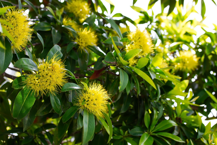 Golden Penda flowers