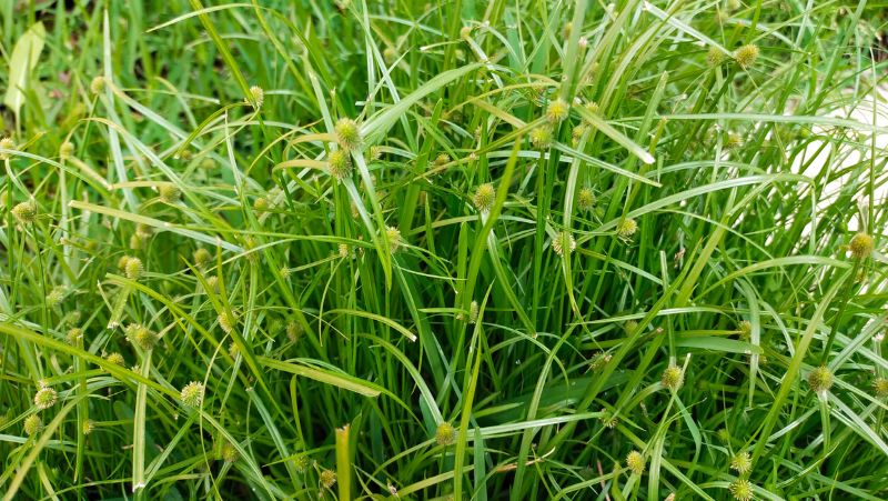 Nutgrass Cyperus Rotundus Early Flowering 800X451px