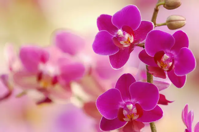 Moth Orchid Phalaenopsis