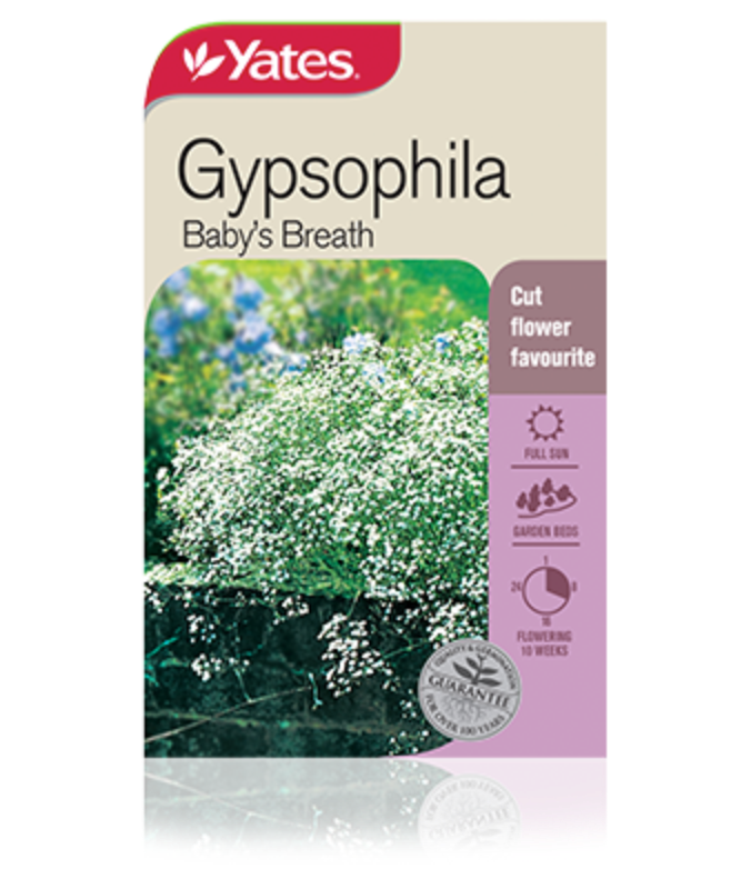 buy baby's breath online australia drleevanepps