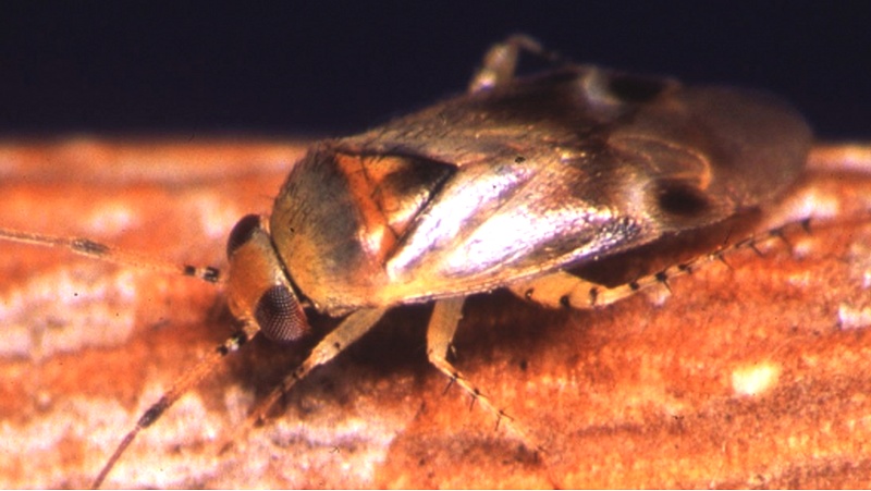 Image above: adult Apple Dimpling Bug (Image courtesy of © State of Western Australia