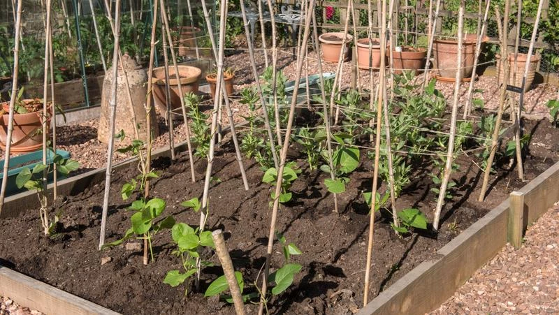Bean In A Timber Garden Bed 800X451px LS