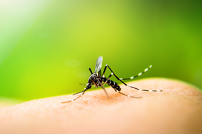 Mosquito Control in Your Home & Garden